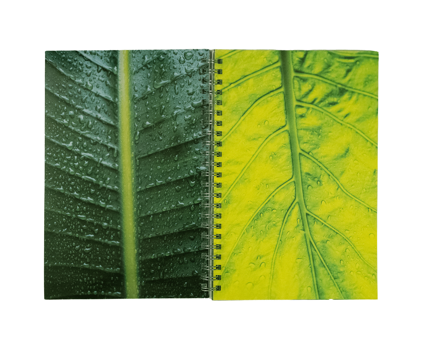 A Collection of Rains spread 3